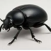 BlackBeetle Studio