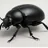BlackBeetle Studio